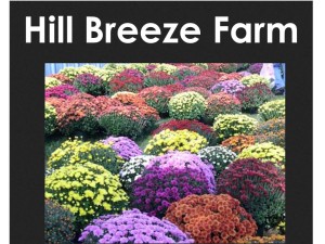 Maddison Hill Breeze Farms Mums