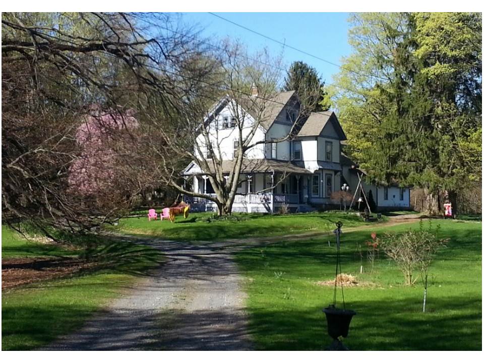 spring purple painted lady HOME