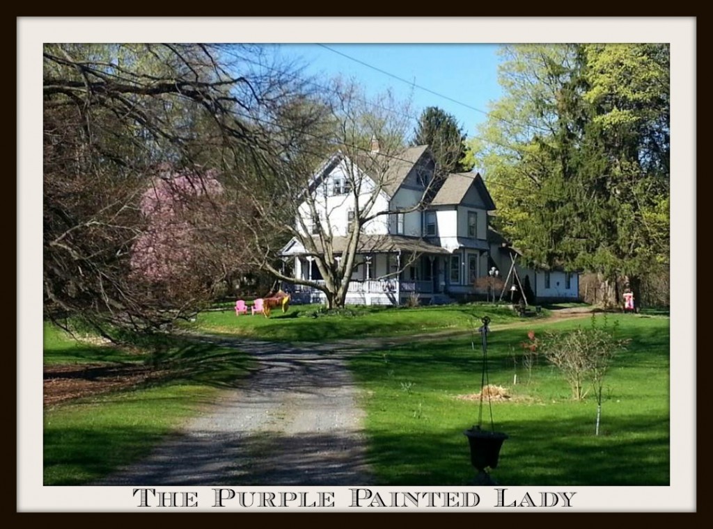 the purple painted lady HOME pic